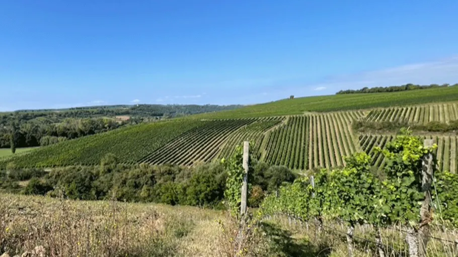 Weinrebenreihen erstrecken sich über hügelige Landschaft.