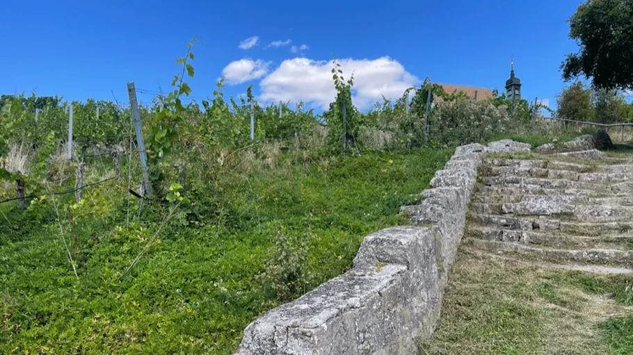Stone steps and vineyard under blue sky.