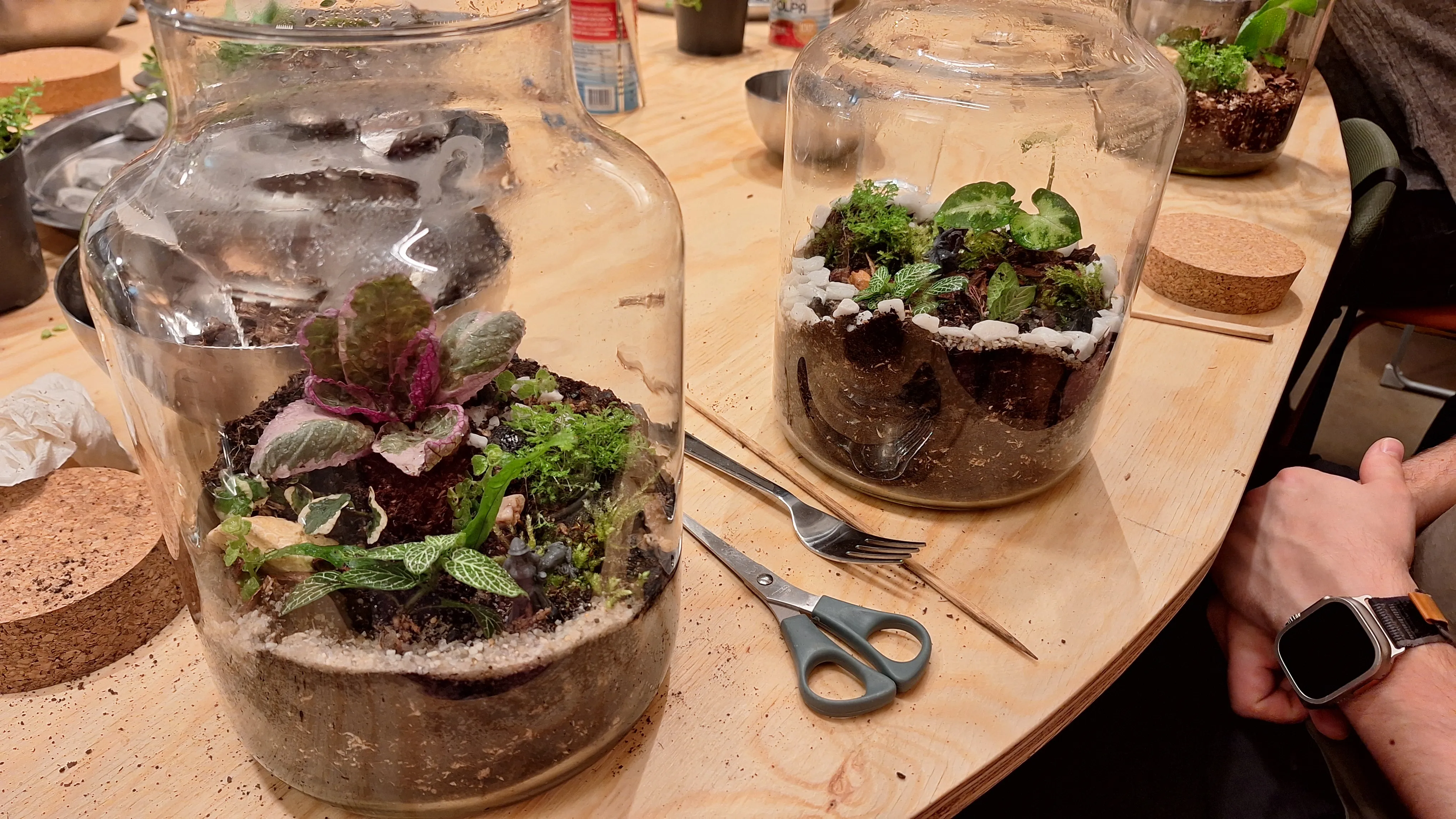 Zwei Terrarien mit Pflanzen auf einem Tisch.