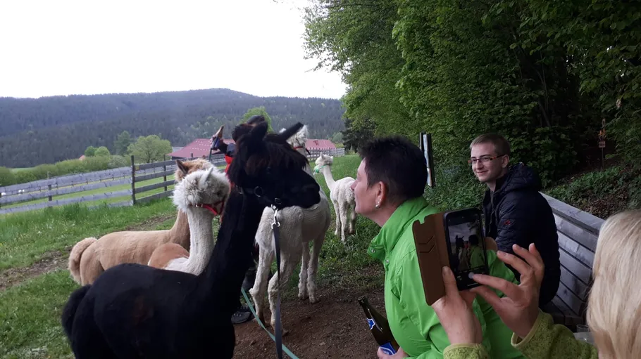 People interact with alpacas in a field.