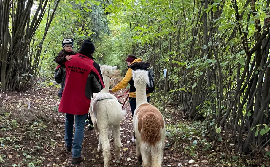 People walk with alpacas in a forest.