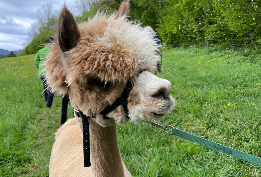 Alpaca on a leash in a green field.