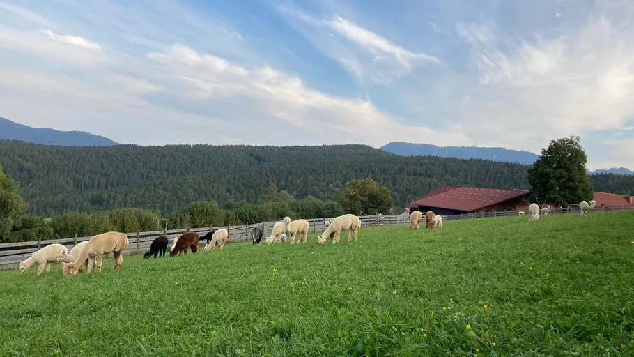 Alpacas grazing on a green field, surrounded by hills.