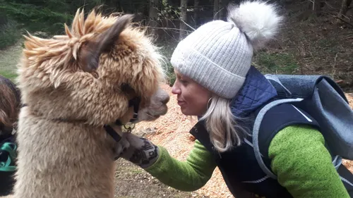 Woman gently interacting with an alpaca outdoors.