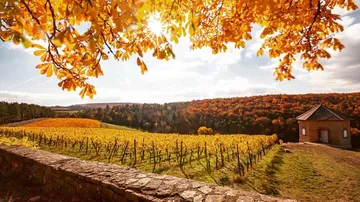 Herbstweinberg mit bunten Blättern und Sonnenlicht.