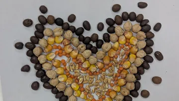 Seeds and beans arranged in heart shape.
