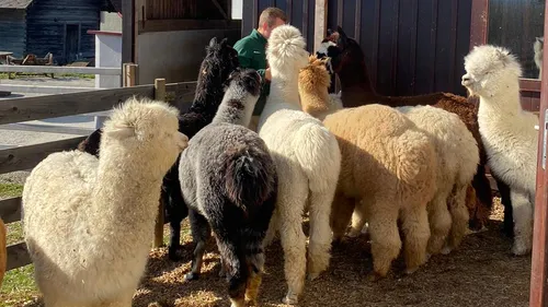 Group of alpacas standing near a man outdoors.