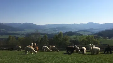 Alpakas grasen in einer Berglandschaft.
