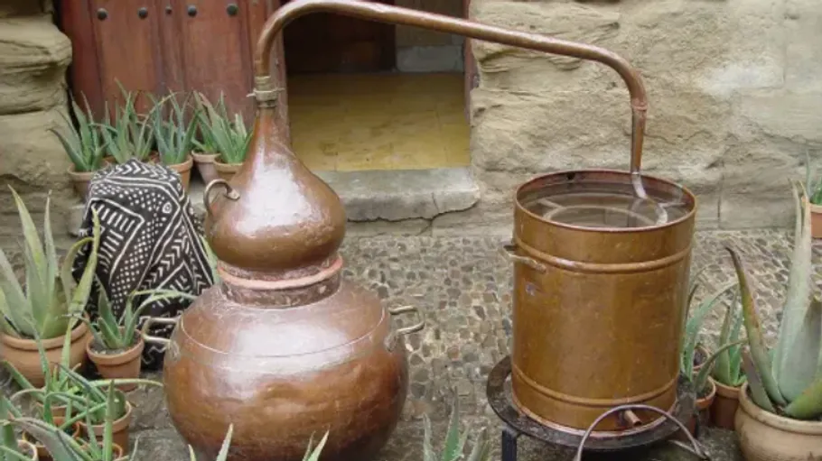Copper still distilling outside among plants.