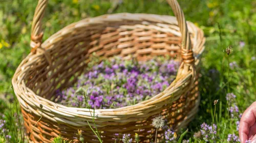 Wicker basket filled with fresh herbs outdoors.