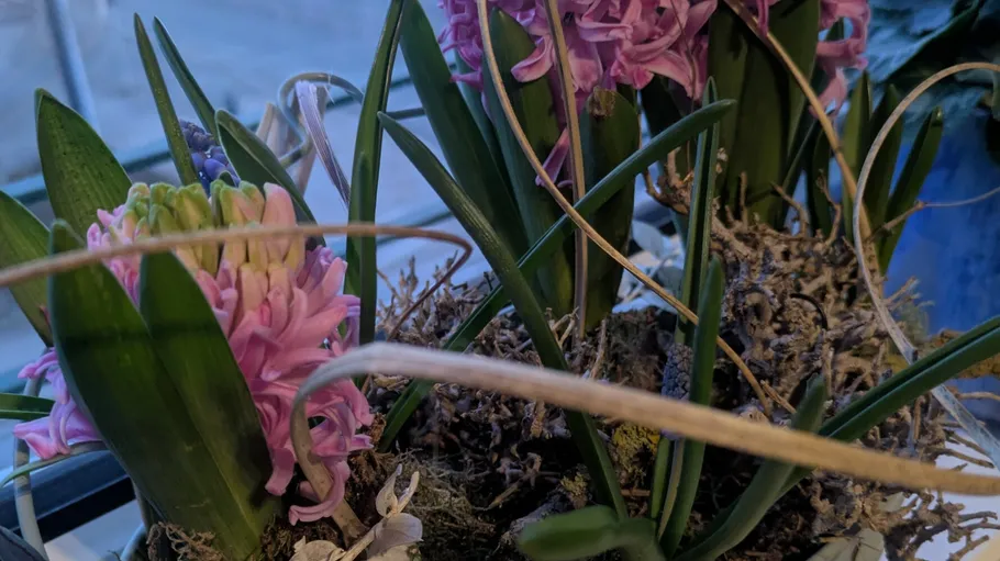 Pink hyacinths in a pot by window.