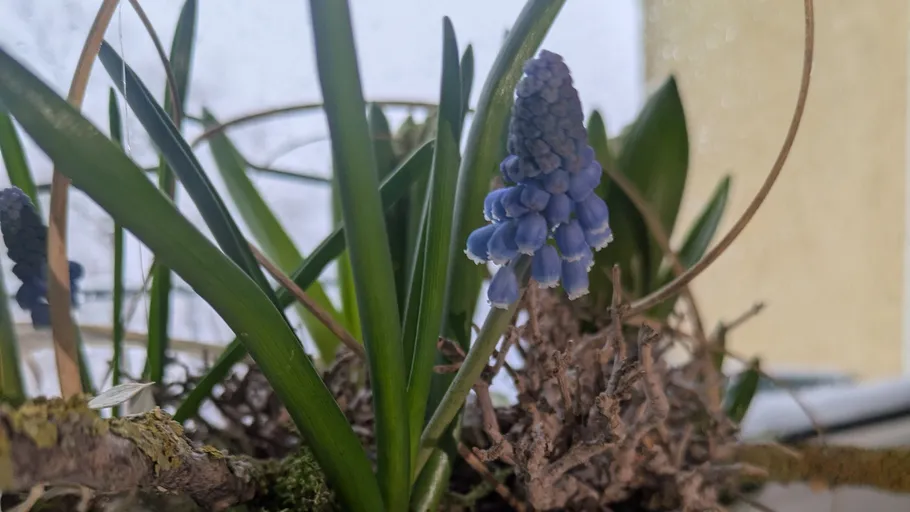 Blue flowers blooming among green leaves indoors.
