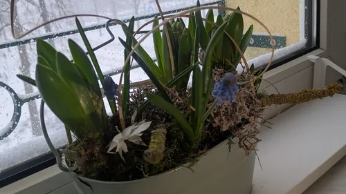 Topfpflanzen auf einer verschneiten Fensterbank.