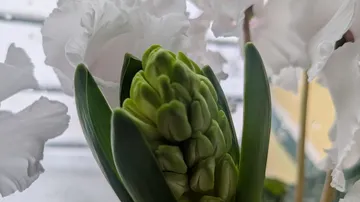Hyazinthenknospe umgeben von weißen Blumen.