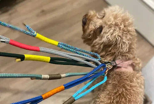 Multiple colorful dog leashes held together indoors.