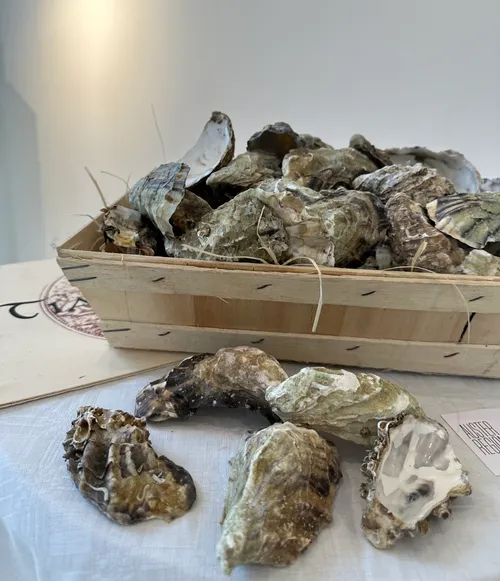 Oyster shells piled in a wooden basket.