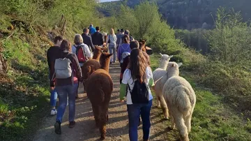 Menschen gehen mit Alpakas in grüner Landschaft.