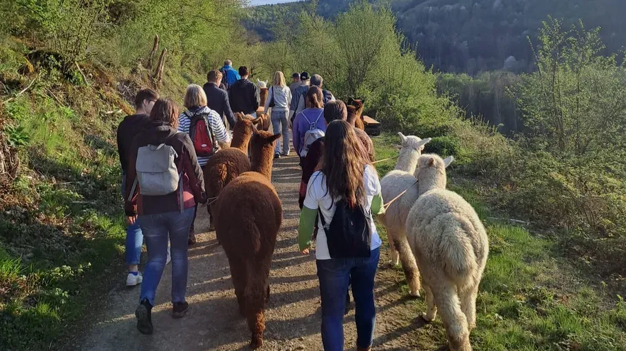 People walking with alpacas in green landscape.