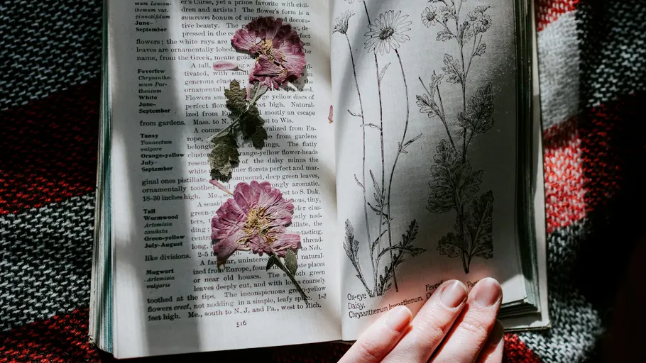 Pressed flowers in open botanical book.