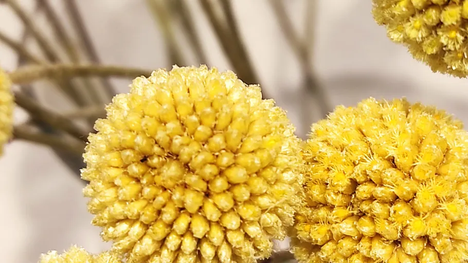 Close-up of yellow billy buttons bouquet.