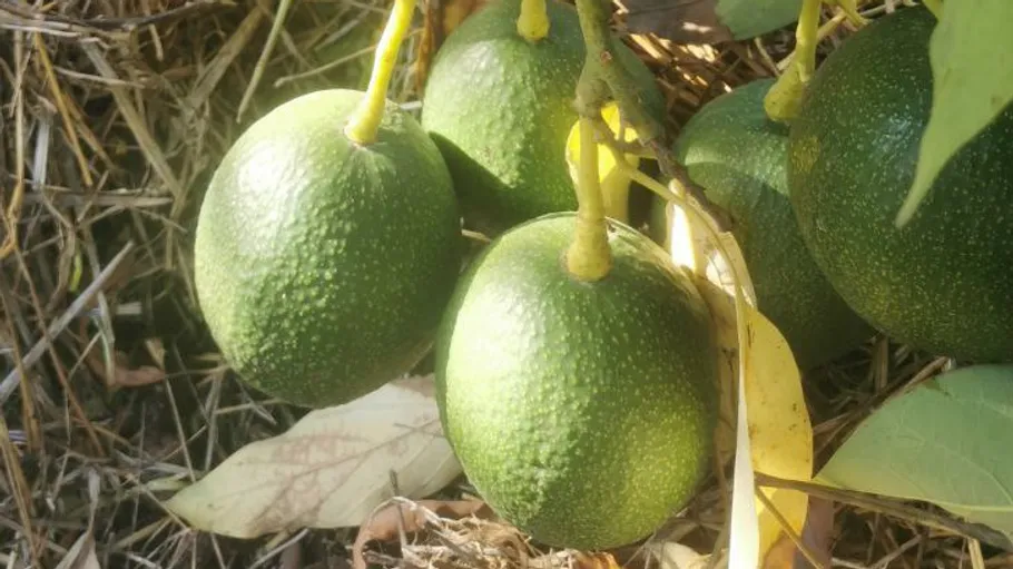 Avocados hanging from a tree branch.