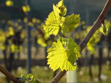 Weinblätter wachsen in einem sonnigen Weinberg.