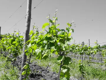 Grapevines grow on wires in a sunny field.