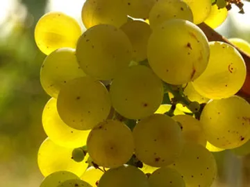 Green grapes hang from a grapevine in sunlight.