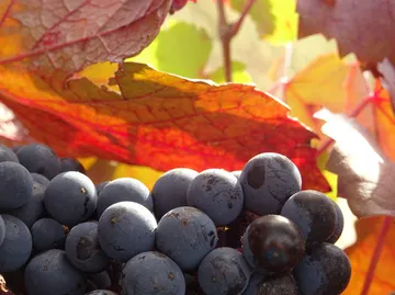 Ripe grapes lie on the ground under colorful autumn leaves.