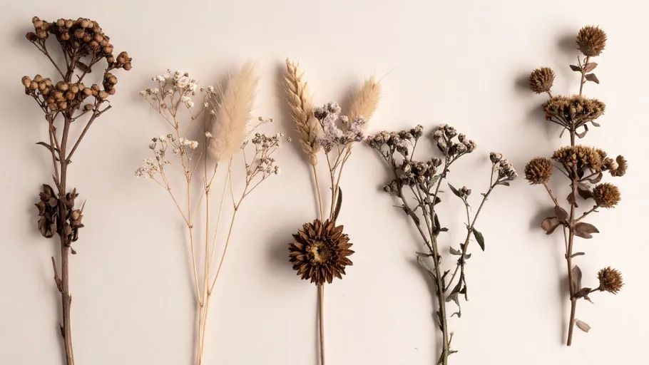 Dried flowers arranged on a neutral background.