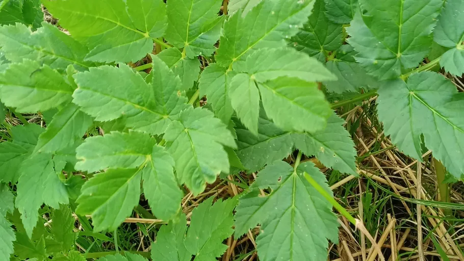 Green leaves growing in a garden