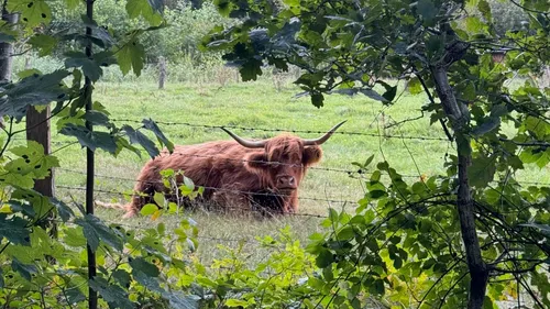 Highland cow resting in a grassy field.
