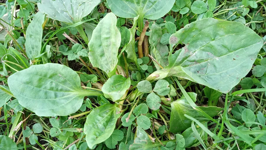 Green plantain leaves growing in grass.