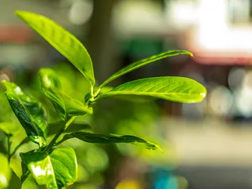 Green leaf in the sun against a blurred background.