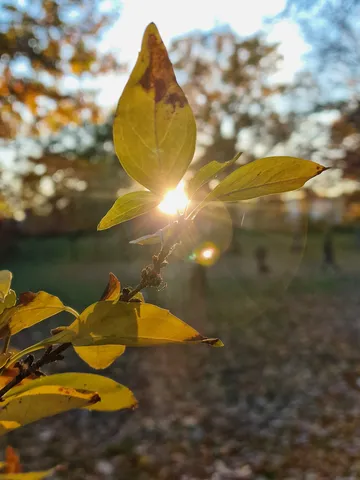 Blattzweig mit Sonnenlicht im Herbstwald.