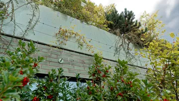 Building wall with plants and berries growing.