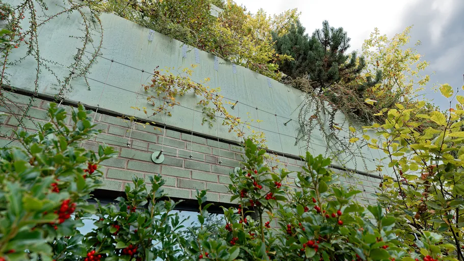 Gebäudewand mit Pflanzen und Beeren wächst.