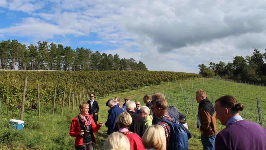 People tour vineyard under cloudy sky.