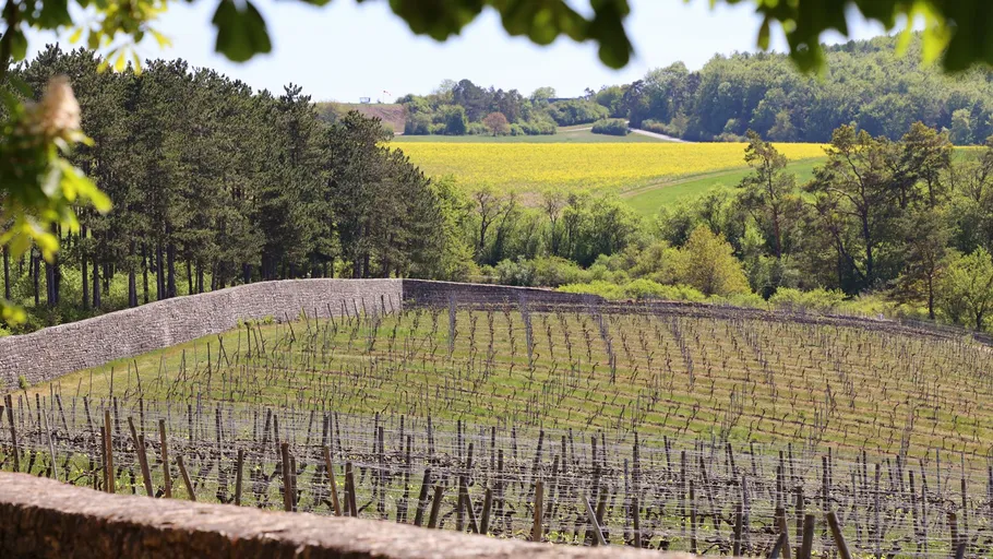 Vineyard with stone wall, trees, and fields.