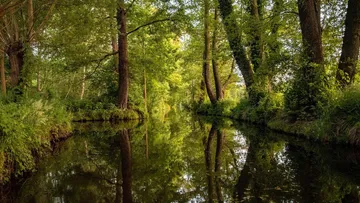 Trees reflection on serene river in forest.