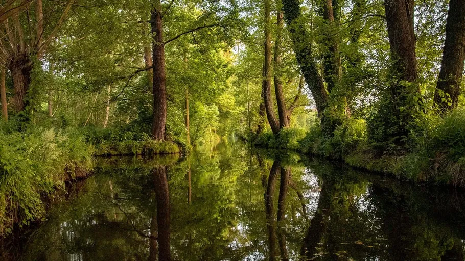 Trees reflection on serene river in forest.