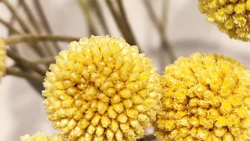 Gelbe kugelförmige Blumen mit unscharfen Stielen