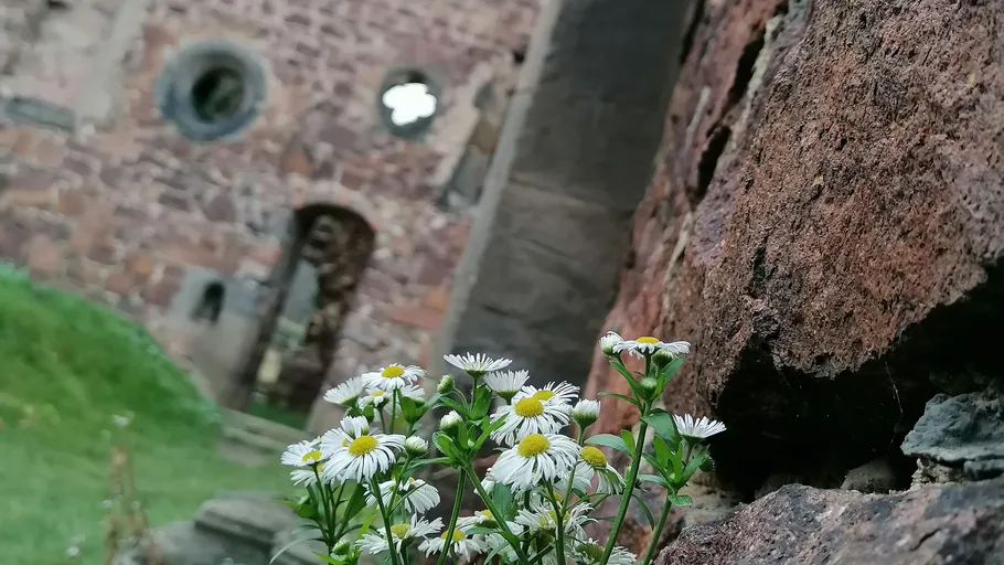 Weiße Blumen wachsen an alter Steinmauer.
