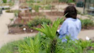 Close-up of plant with blurred background garden.