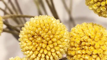 Gelbe kugelförmige Blumen auf unscharfen Stängeln.