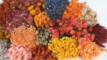 Verschiedene getrocknete Blumen in bunten Bündeln.