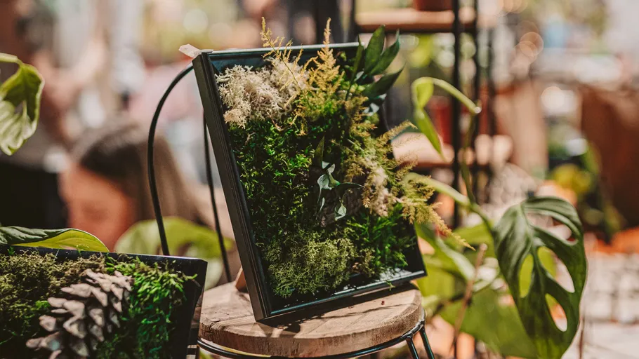 Framed plants displayed on wooden stool indoors.