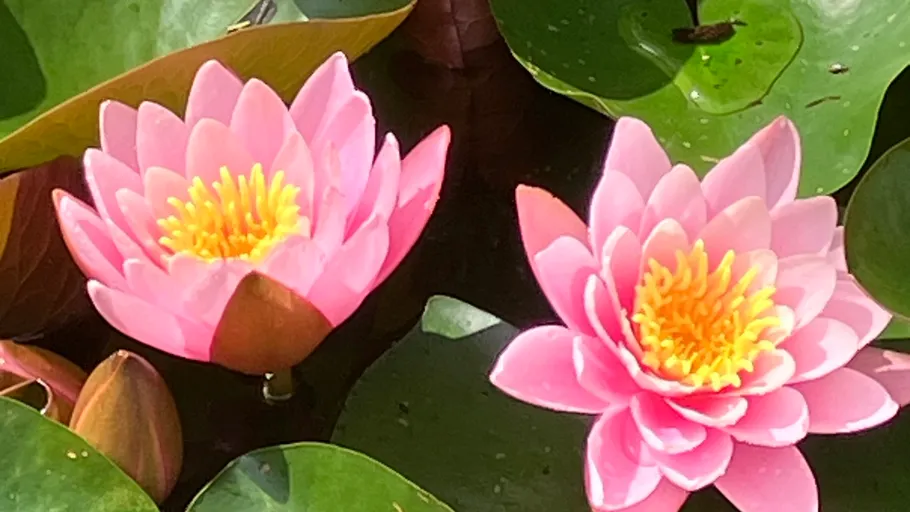 Two pink water lilies among green leaves.