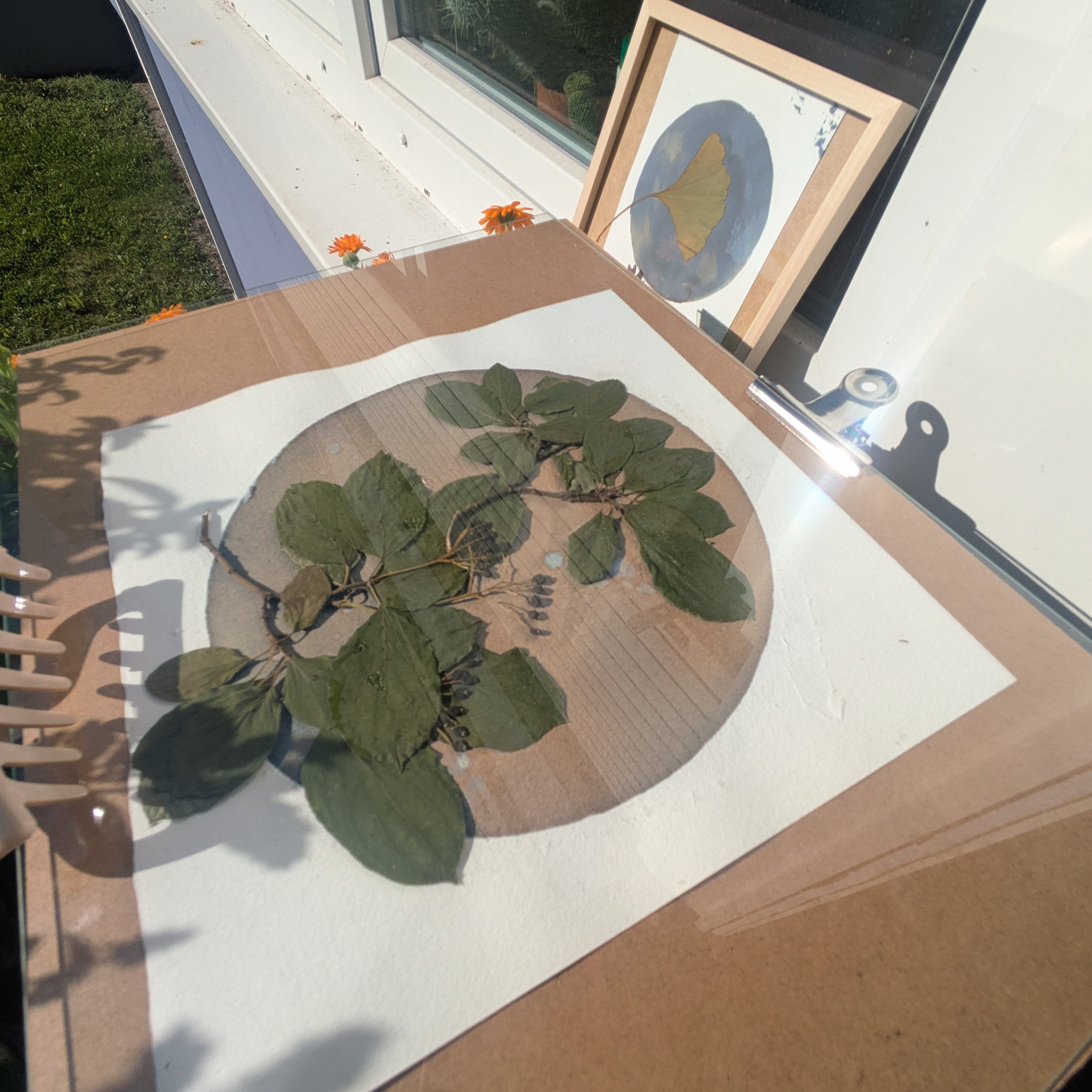 Kreativworkshop Cyanotypie: Pflanzenabdrücke in Karben