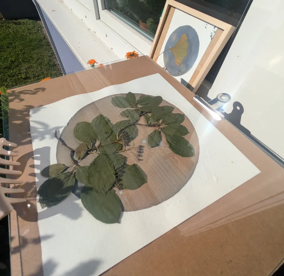 Gepresste Blätter auf Karton im Sonnenlicht.